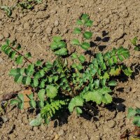 Kleine pimpernel / Klein sorbenkruid (Sanguisorba minor)...