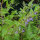 Glidkruid (Scutellaria lateriflora) zaden