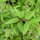 Glidkruid (Scutellaria lateriflora) zaden