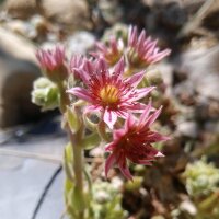 Huislook (Sempervivum tectorum) zaden