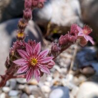 Huislook (Sempervivum tectorum) zaden