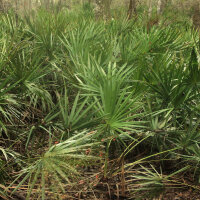 Palmettopalm / zegepalm (Serenoa repens) zaden