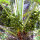 Palmettopalm / zegepalm (Serenoa repens) zaden
