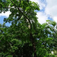 Peerlijsterbes (Sorbus domestica) zaden