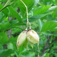 Pimpernoot (Staphylea pinnata) zaden