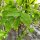 Pimpernoot (Staphylea pinnata) zaden