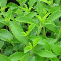 Stevia / honingkruid (Stevia rebaudiana) zaden