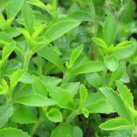 Stevia / honingkruid (Stevia rebaudiana) zaden