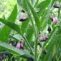 Gewone smeerwortel (Symphytum officinale) zaden