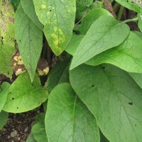 Gewone smeerwortel (Symphytum officinale) zaden