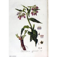 Gewone smeerwortel (Symphytum officinale) zaden