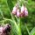 Gewone smeerwortel (Symphytum officinale) zaden
