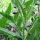 Gewone smeerwortel (Symphytum officinale) zaden