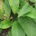 Gewone smeerwortel (Symphytum officinale) zaden
