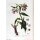 Gewone smeerwortel (Symphytum officinale) zaden