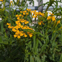 Yauhtli / het afrikaantje (Tagetes lucida) zaden