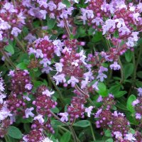 Grote tijm / breedbladige tijm (Thymus pulegioides) zaden