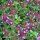 Grote tijm / breedbladige tijm (Thymus pulegioides) zaden