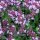 Grote tijm / breedbladige tijm (Thymus pulegioides) zaden
