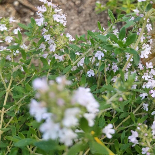 Oranje tijm (Thymus fragrantissimus) zaden