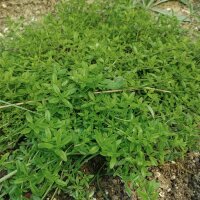 Oranje tijm (Thymus fragrantissimus) zaden