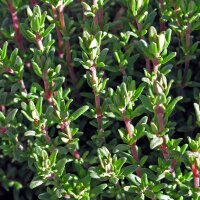 Echte tijm (Thymus vulgaris) zaden