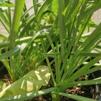 Haverwortel / Paarse morgenster (Tragopogon porrifolius)...