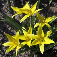 Bostulp (Tulipa sylvestris) zaden