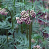 Valeriaan (Valeriana officinalis) zaden