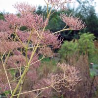 Valeriaan (Valeriana officinalis) zaden
