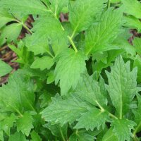 Valeriaan (Valeriana officinalis) zaden
