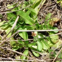 Gewone veldsla -wilde vorm- (Valerianella locusta) zaden