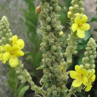 Koningskaars/Stalkaars (Verbascum densiflorum) zaden