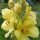 Koningskaars/Stalkaars (Verbascum densiflorum) zaden