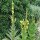 Koningskaars/Stalkaars (Verbascum densiflorum) zaden