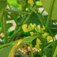 Adukiboon (Vigna angularis) zaden