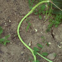 Slangenboon / Aspergeboon / Meterboon (Vigna unguiculata)...