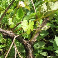 Wilde wijnstok / Wijndruif (Vitis vinifera ssp....