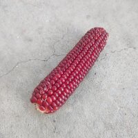 Rode maïs Joro (Zea mays) zaden