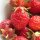 Aardbei Rode Baron Solemacher (Fragaria vesca var. semperflorens) zaden