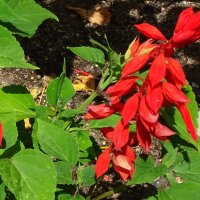 Vuursalie (Salvia splendens) zaden
