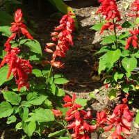 Vuursalie (Salvia splendens) zaden