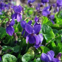 Maarts viooltje (Viola odorata) zaden