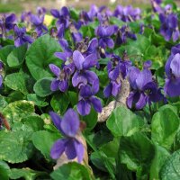 Maarts viooltje (Viola odorata) zaden