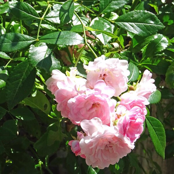 Chinese roos Angel Wings (Rosa chinensis) zaden