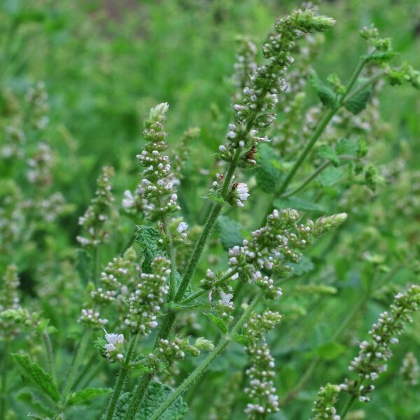 Witte munt / Appelmunt (Mentha suaveolens) zaden