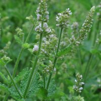 Witte munt / Appelmunt (Mentha suaveolens) zaden