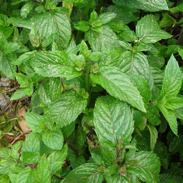 Aarmunt / Groene munt (Mentha viridis) zaden