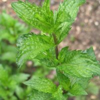 Aarmunt / Groene munt (Mentha viridis) zaden