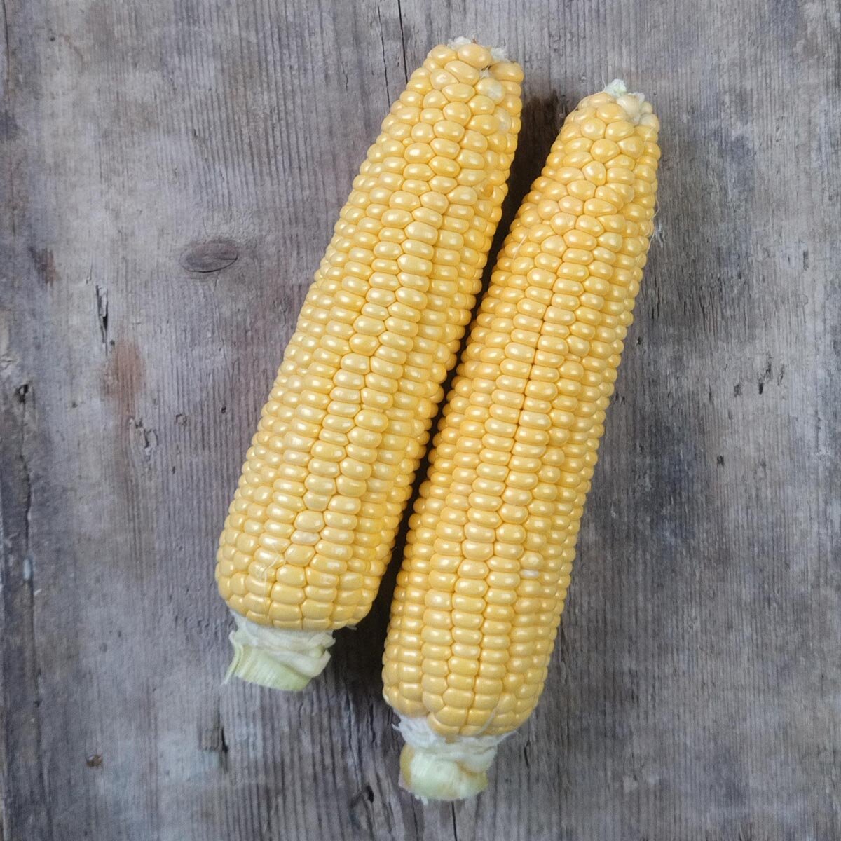 Zea mays convar. saccharata - Suikermaïs zaden | Wikifarmer Zea mays convar. saccharata - Suikermaïs zaden | Wikifarmer